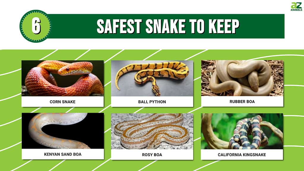 learn-the-6-safest-snakes-to-keep-az-animals