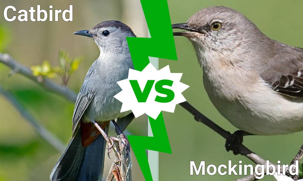 Catbird vs Mockingbird