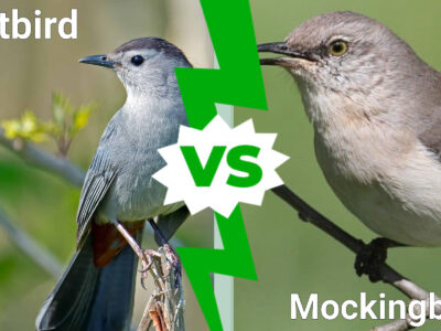 A Catbird vs Mockingbird: 6 Key Differences