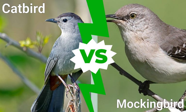 Catbird vs. Mockingbird: 6 Key Differences - A-Z Animals