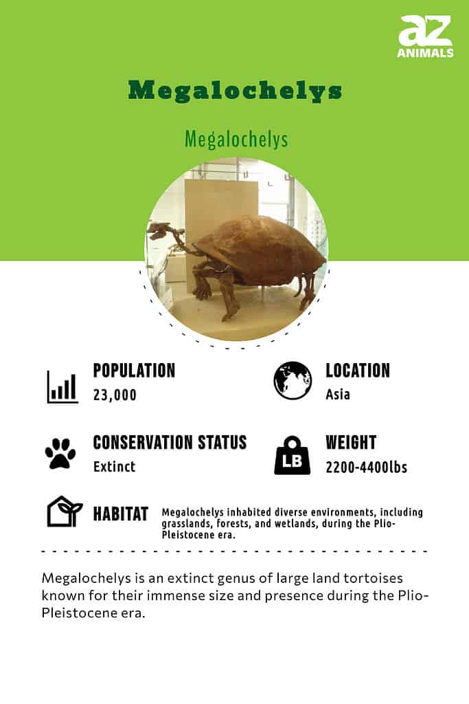 Megalochelys is an extinct genus of large land tortoises known for their immense size and presence during the Plio-Pleistocene era.