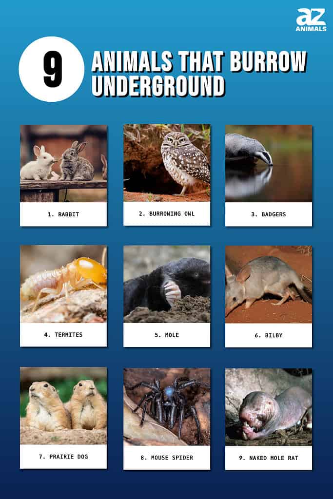 Top 9 Animals That Burrow Underground - A-Z Animals