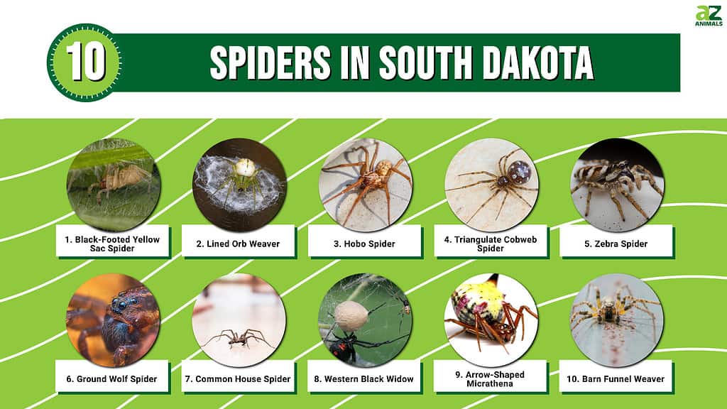 Infographic of 10 Spiders in South Dakota
