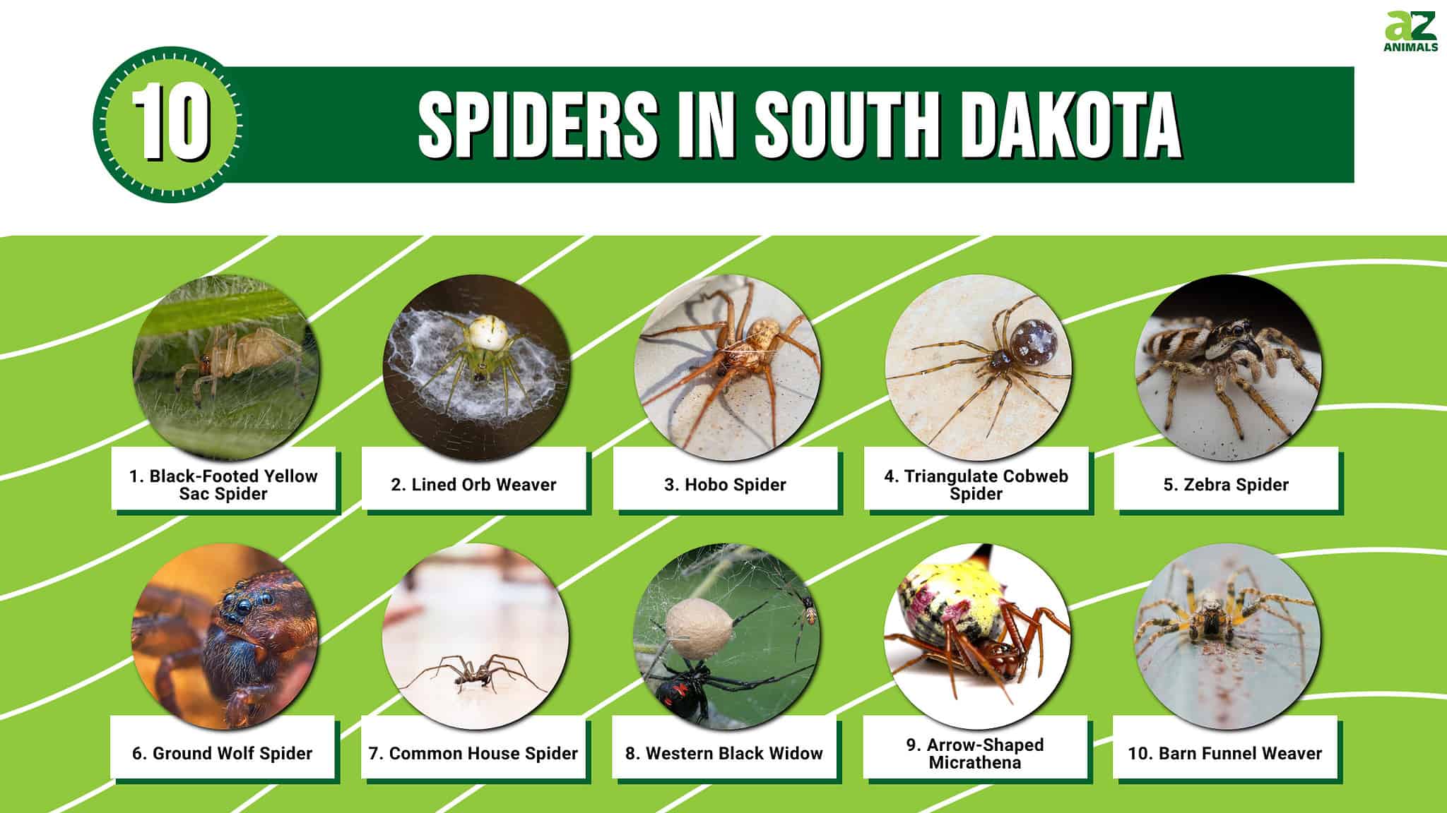 10 Spiders in South Dakota - A-Z Animals