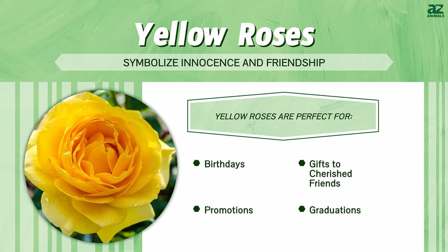 yellow-roses-meaning-symbolism-and-proper-occasions-a-z-animals