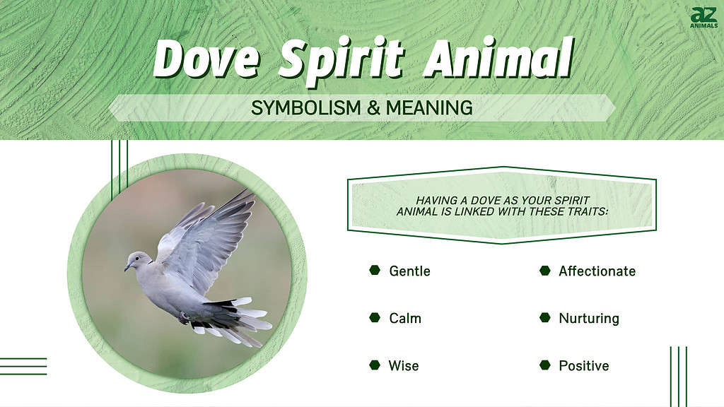 Dove spirit animal infographic 