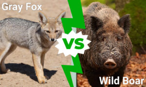 Fox vs. Wild Boar: Which Animal Would Win a Fight? Picture
