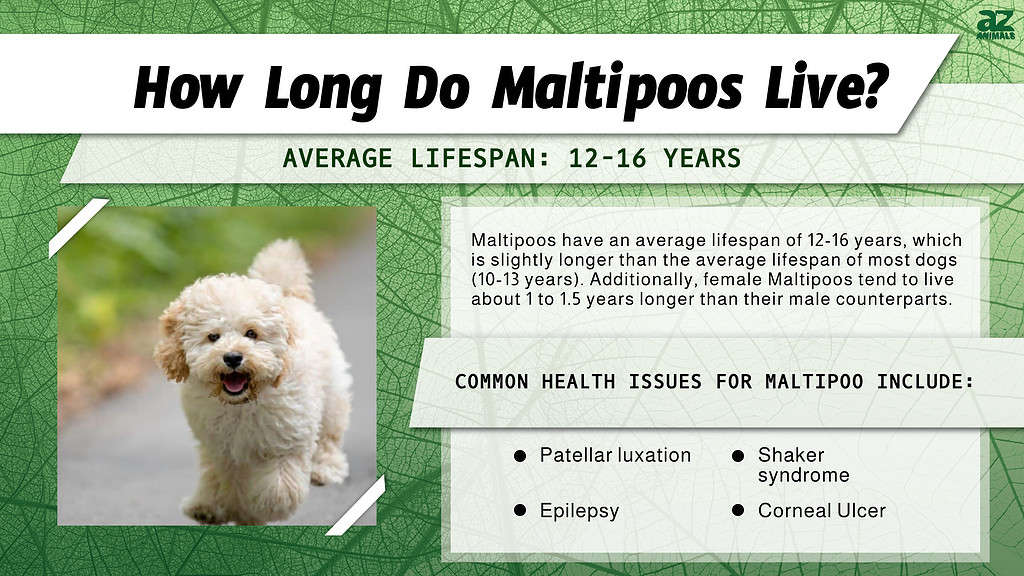 How Long Do Maltipoos Live? infographic