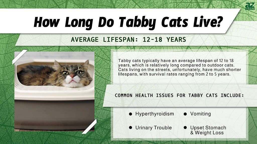 How Long Do Tabby Cats Live? infographic