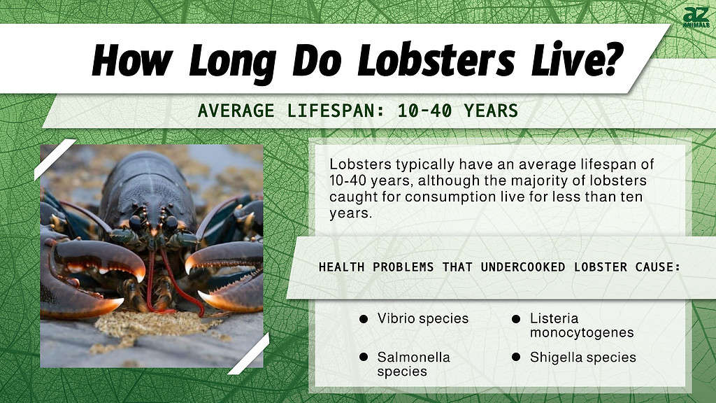 How Long Do Lobsters Live? infographic
