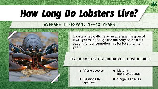 Lobster Lifespan: How Long Do Lobsters Live? - A-Z Animals