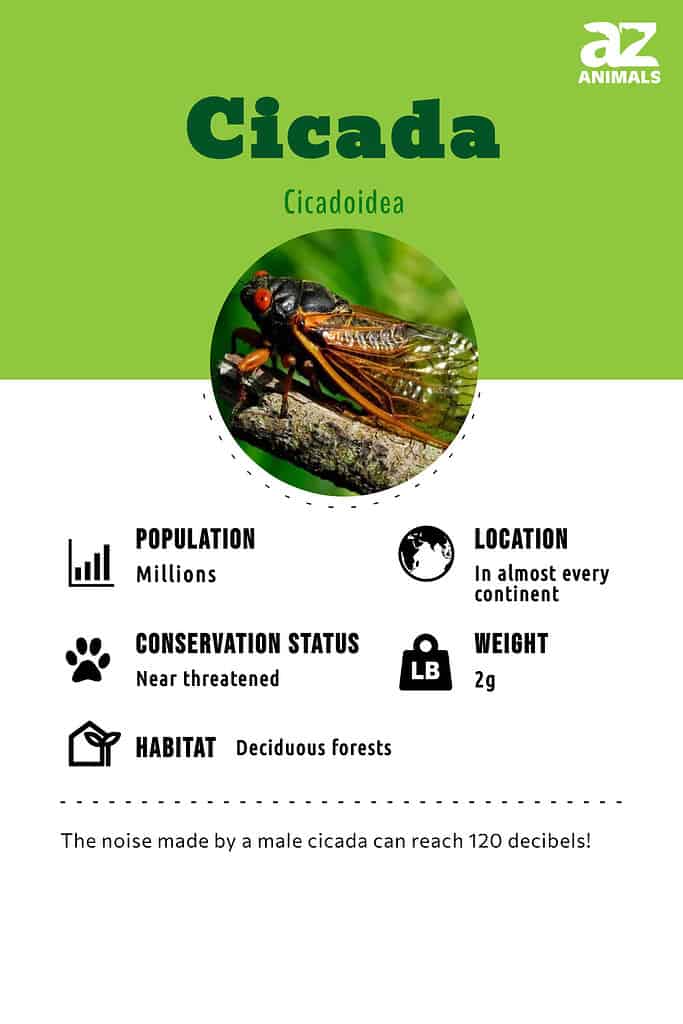 Cicada infographic