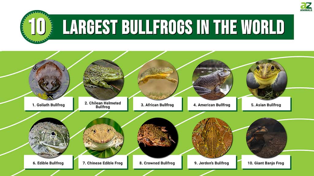 Largest Bullfrogs In The World infographic