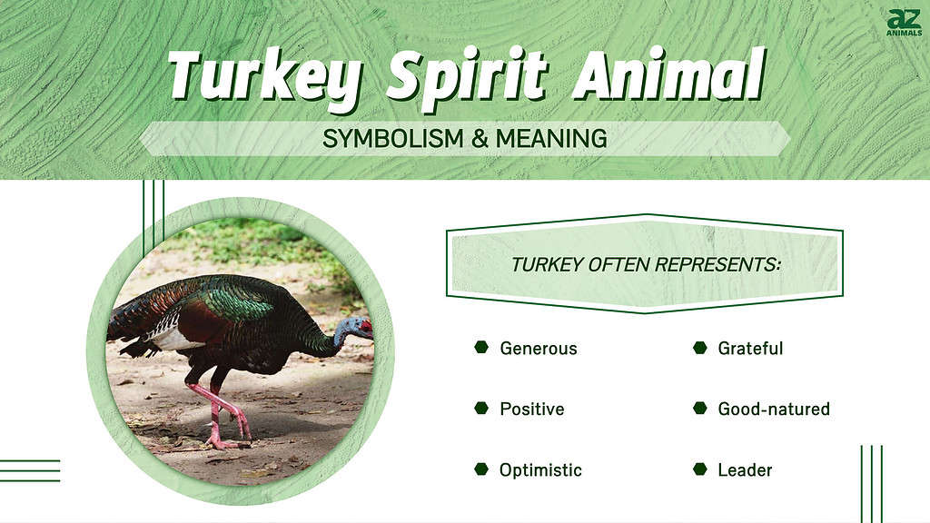 Turkey Spirit Animal infographic
