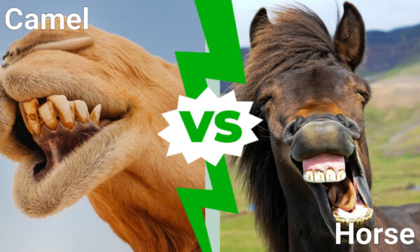 Camel vs. Horse: A Full Comparison of Speed, Strengthen, Intelligence ...