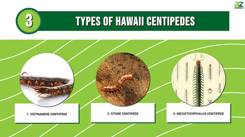 Types of Hawaii Centipedes infographic