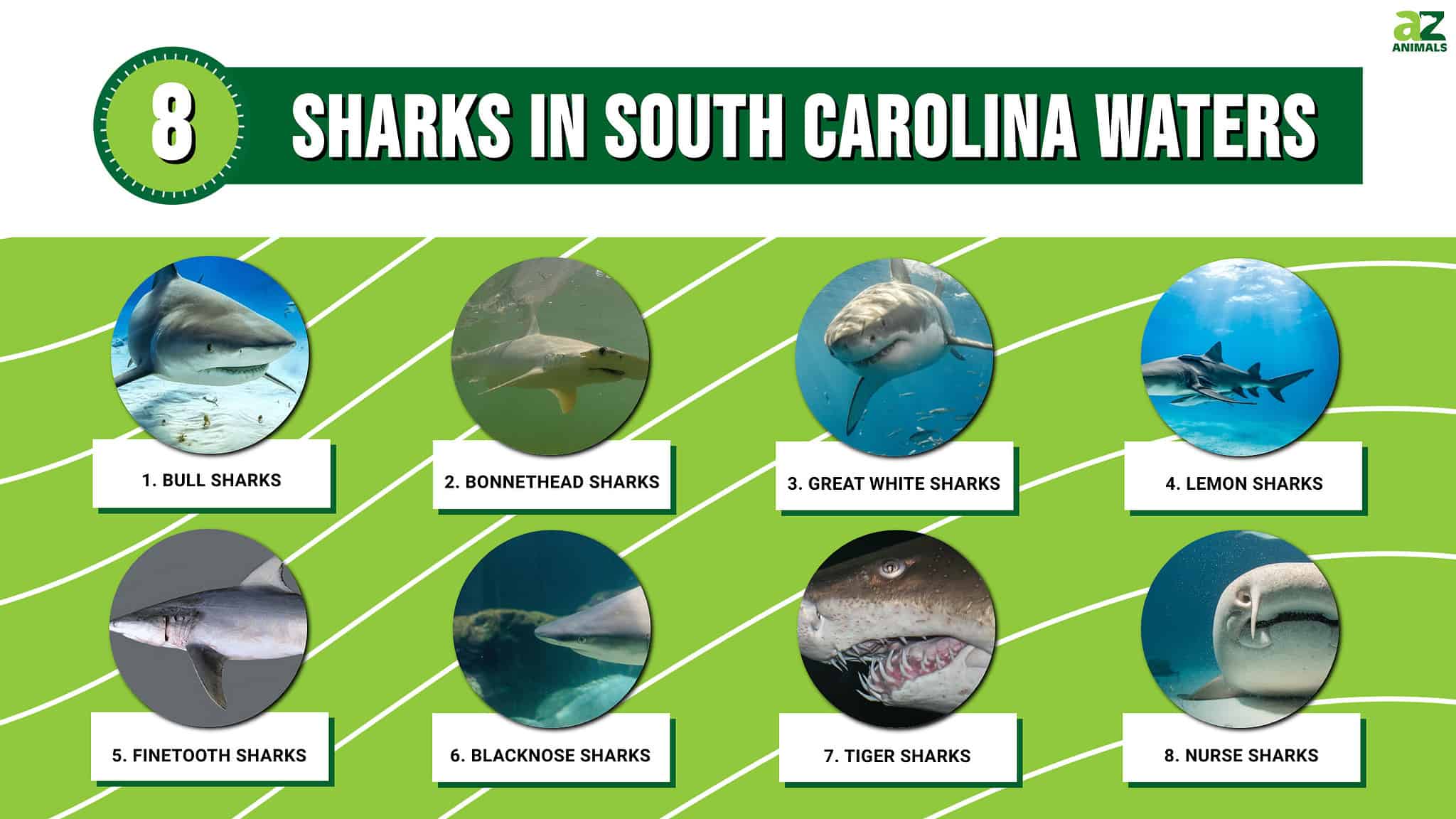 Are There Sharks In South Carolina