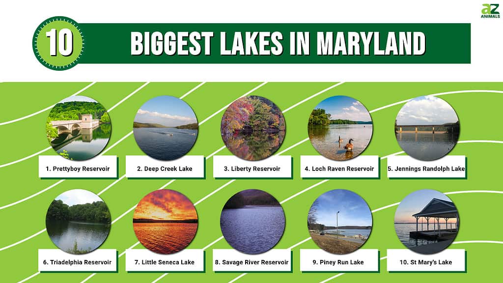 Infographic of 10 Biggest Lakes in Maryland 