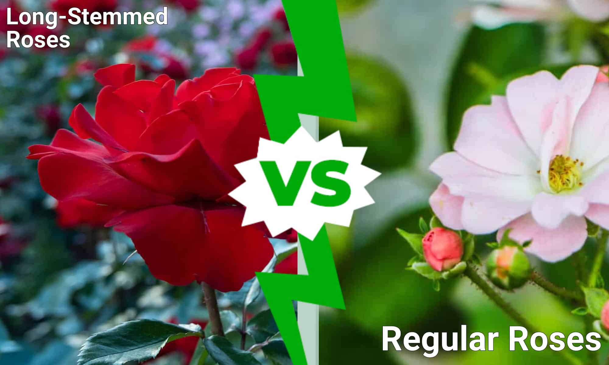 Long-Stemmed Roses vs Regular Roses