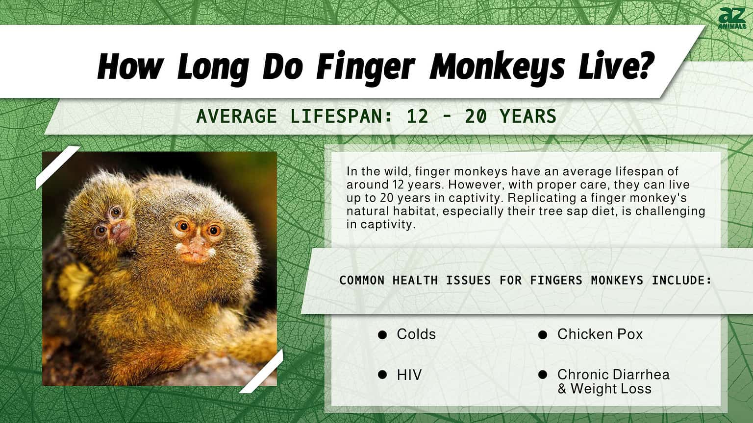 Finger Monkey Lifespan How Long Does a Finger Monkey Live? AZ Animals