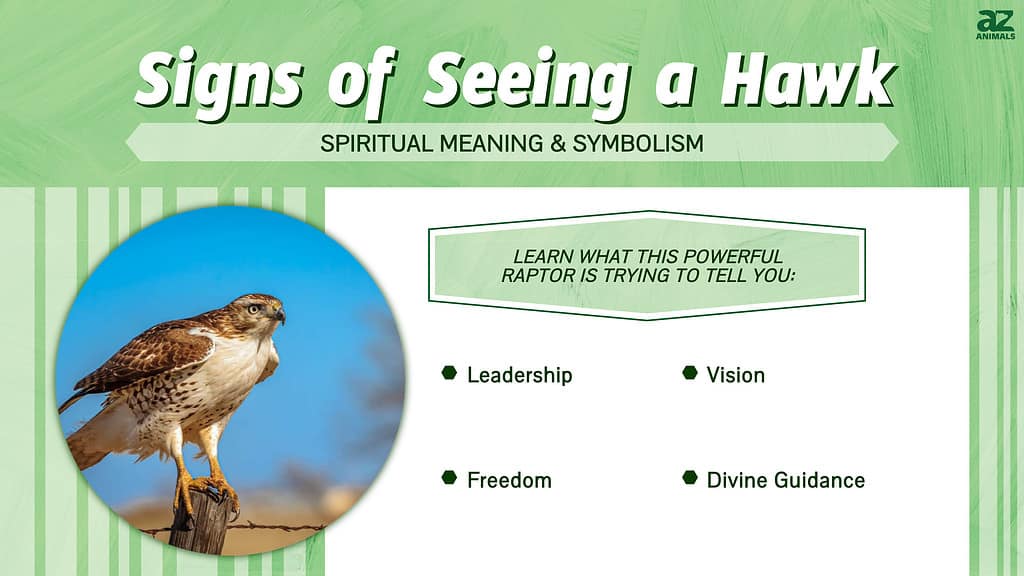 Signs of Seeing a Hawk infographic
