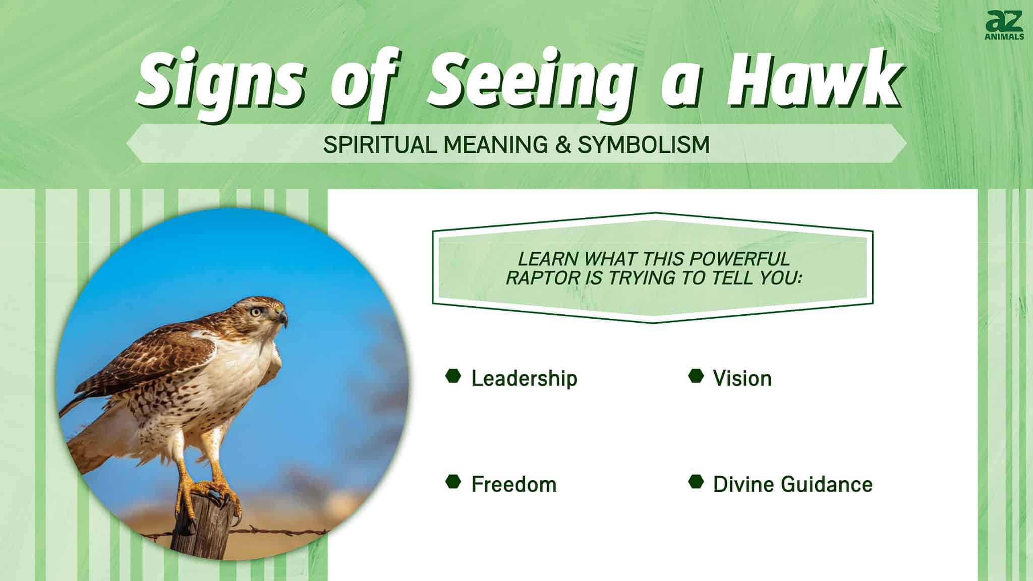 discover-4-meanings-and-signs-of-seeing-a-hawk-a-z-animals