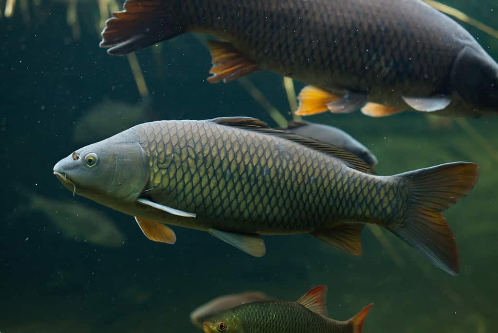 Wild common carp (Cyprinus carpio). Wild life animal.