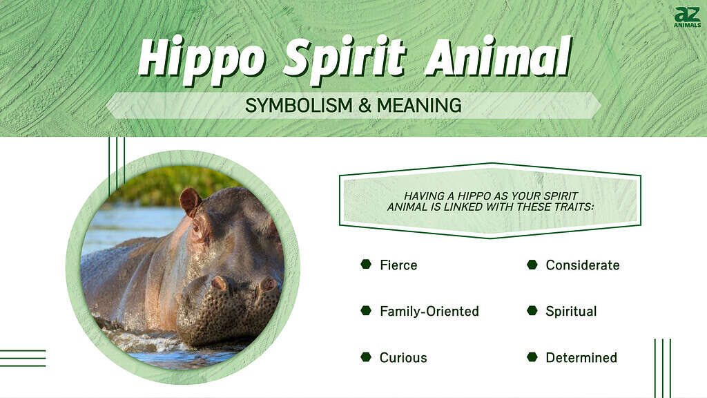 hippo spirit animal infographic 