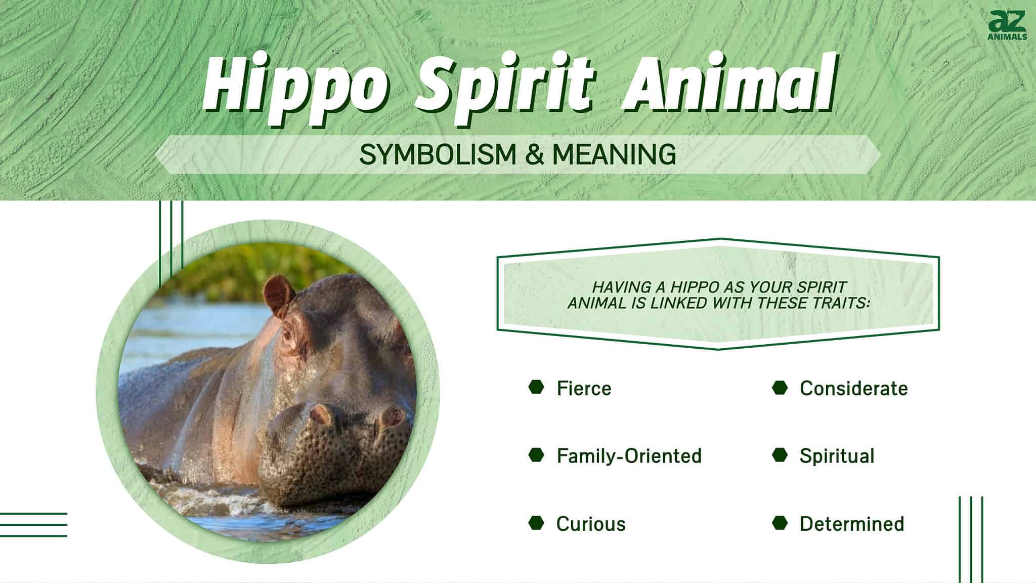 Hippo Spirit Animal Symbolism & Meaning - A-Z Animals