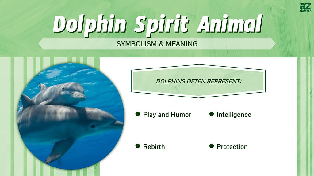 Dolphin Spirit Animal  infographic