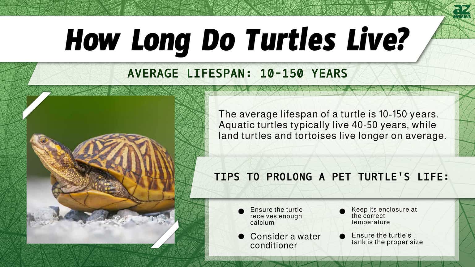 Turtle Lifespan How Long Do Turtles Live? AZ Animals