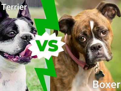 A Boston Terrier vs. Boxer : 3 Main Differences Explained
