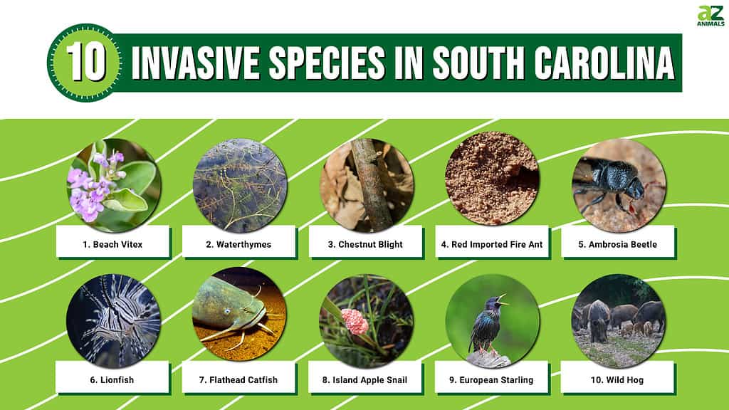 Invasive Species in South Carolina infographic