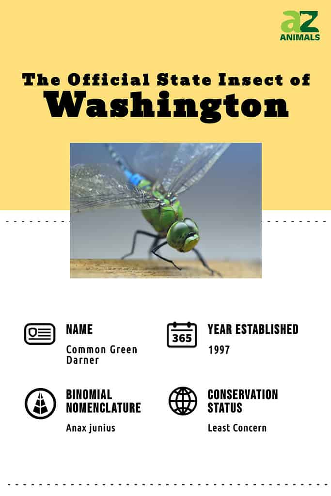 Common green darner dragonfly