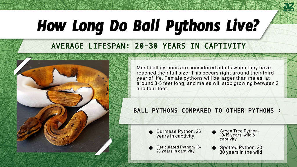 How Big Does a Ball Python Get?