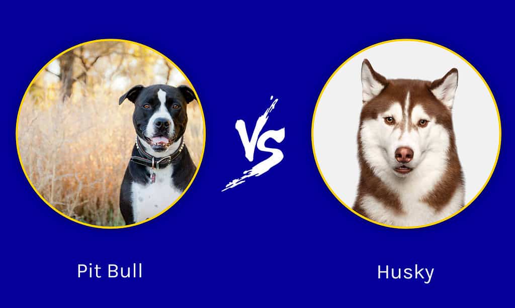 Pit Bull vs Husky