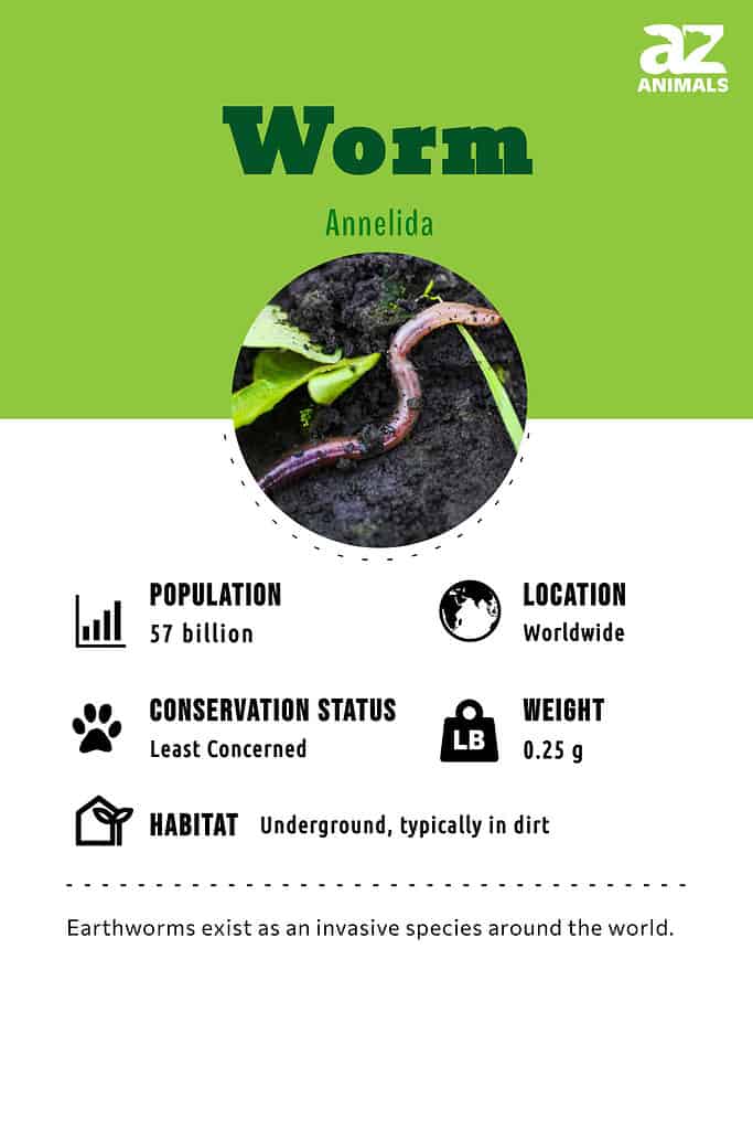 Wax Worms, Evolution Reptiles