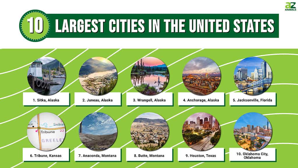 The 10 Largest Cities In The United States in 2024 AZ Animals