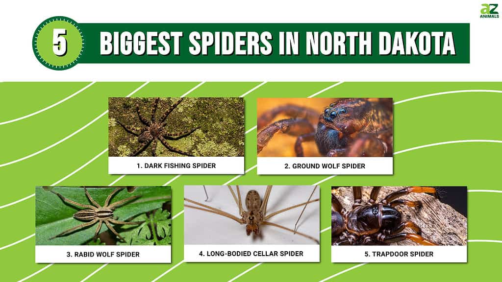 Infographic of 5 Biggest Spiders in North Dakota