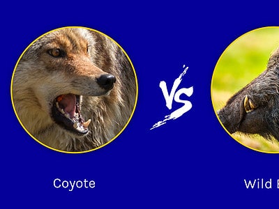 A Coyote vs. Wild Boar: Which Animal Would Win a Fight?