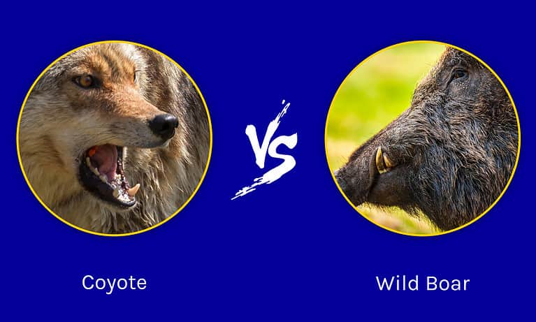 Coyote vs. Wild Boar
