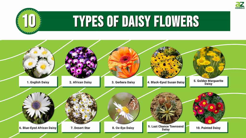 Daisies are lovely additions to any sunny garden.