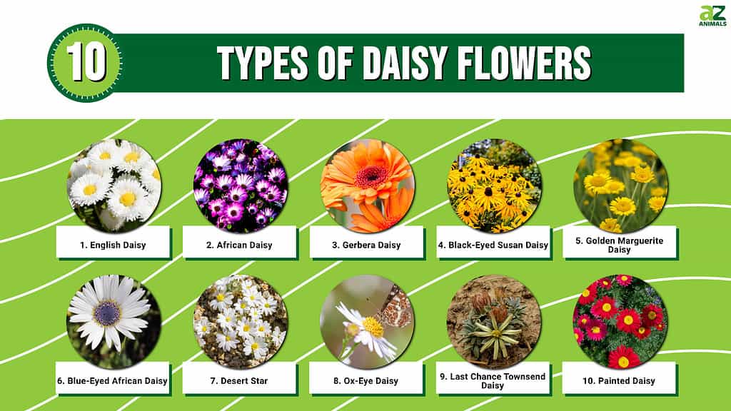 different types of flowers