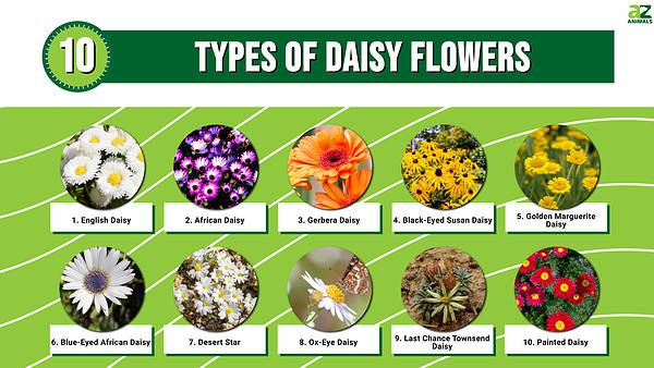 10 Types Of Daisy Flowers - A-Z Animals