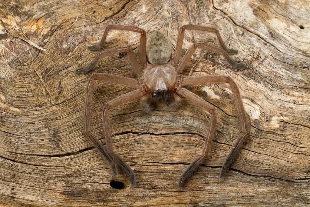 Avondale Spider (Delena cancerides walckenaer) of New Zealand