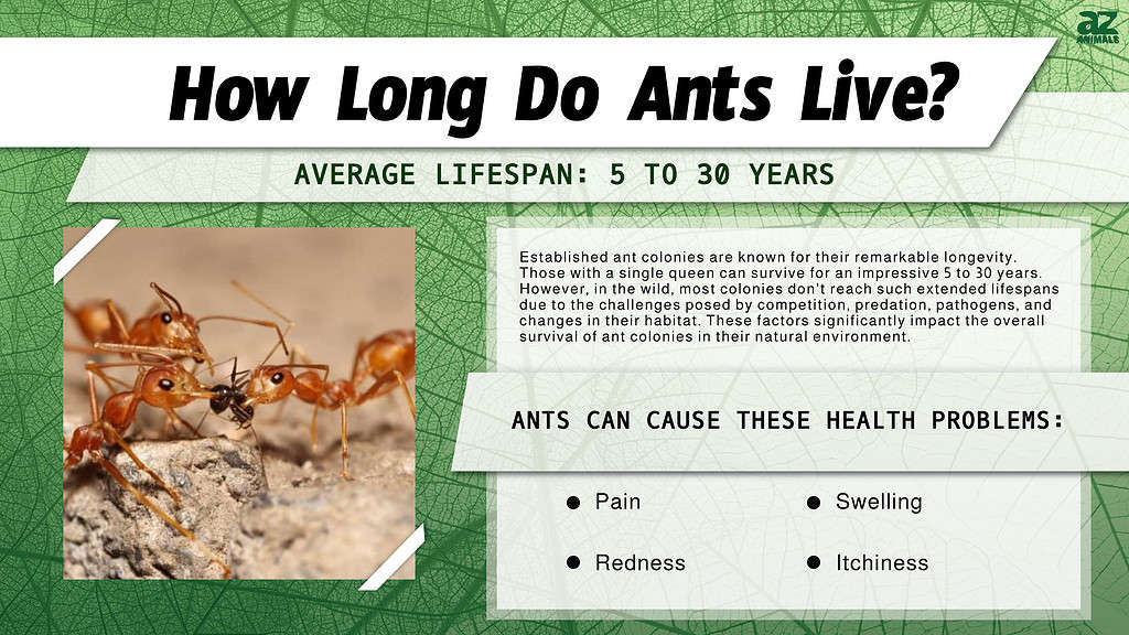 How Long Do Ants Live? infographic