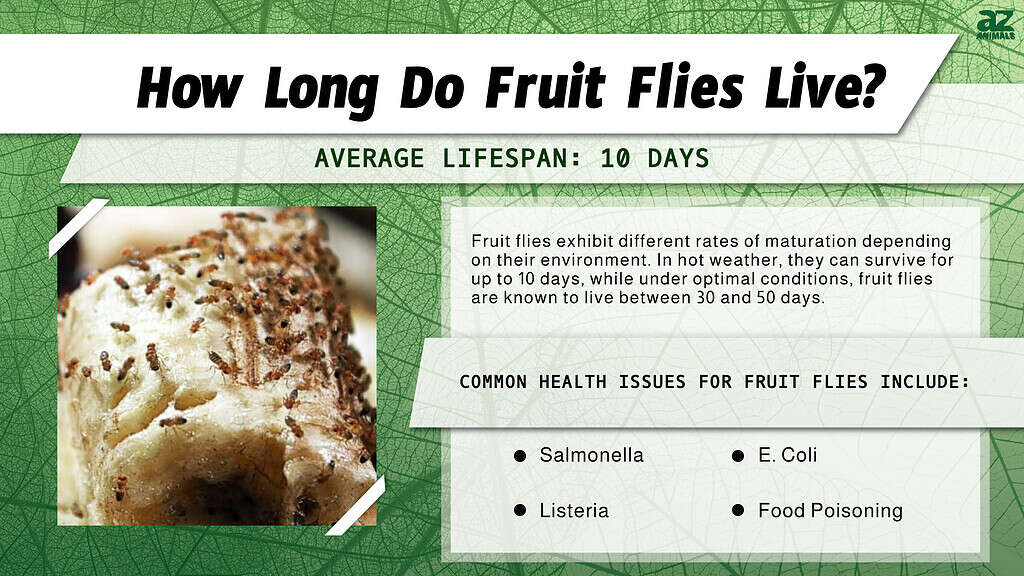 How Long Do Fruit Flies Live? infographic