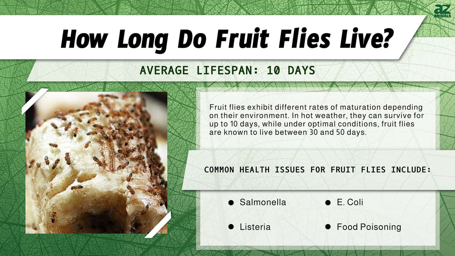Fruit Fly Lifespan How Long Do Fruit Flies Live? AZ Animals