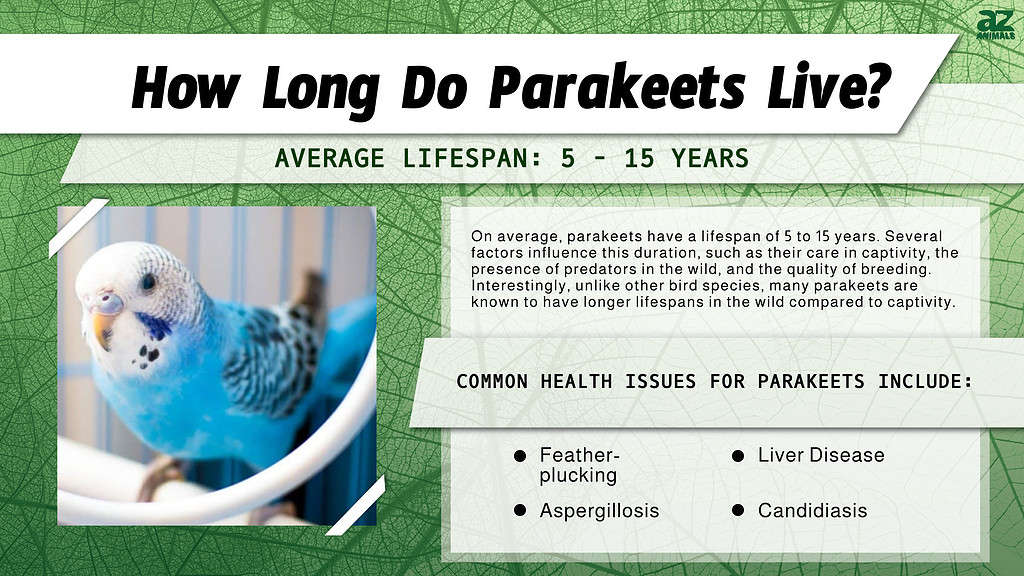 How Long Do Parakeets Live? infographic