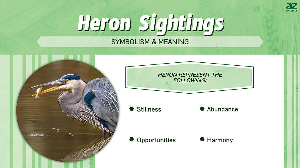 Heron Sightings infographic